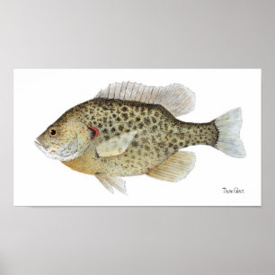 Poster van Relieve Sunfish Art