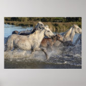 poster van renpaarden (Voorkant)