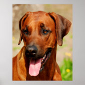 Poster van Rhodesian Ridgeback-hond. (Voorkant)
