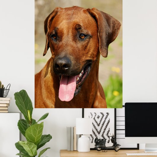 Poster van Rhodezische Ridgeback Dog. (Thuiskantoor)
