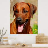 Poster van Rhodezische Ridgeback Dog. (Keuken)