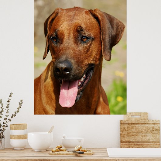 Poster van Rhodezische Ridgeback Dog. (Keuken)