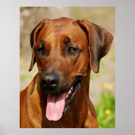 Poster van Rhodezische Ridgeback Dog. (Voorkant)