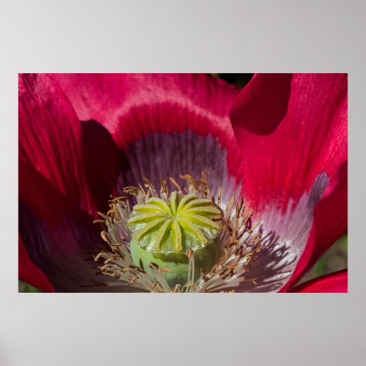 Poster van rode en Paarse papaver (Voorkant)