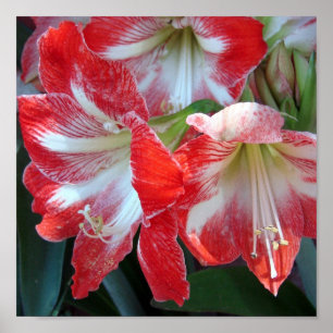 Poster van rode en witte strepe Amaryllis