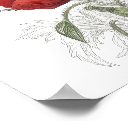 Poster van rode papaver (Hoek)