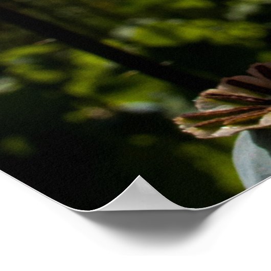 Poster van rode papaver (Hoek)