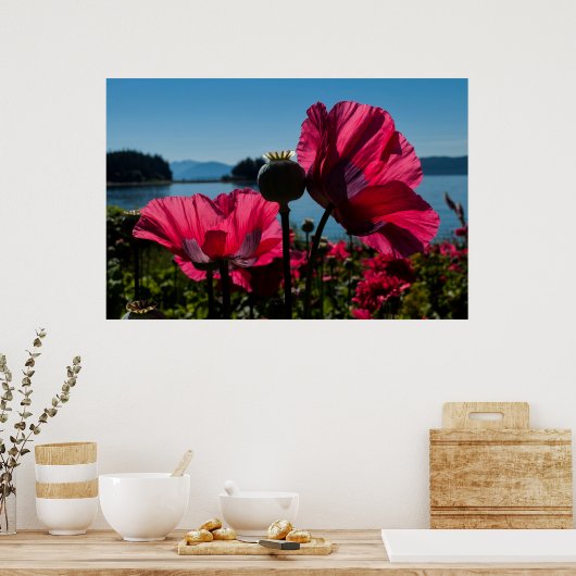 Poster van rode papaver (Keuken)