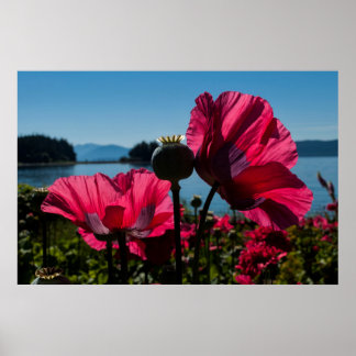 Poster van rode papaver