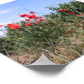 Poster van rode papaver en wijnstokken (Hoek)