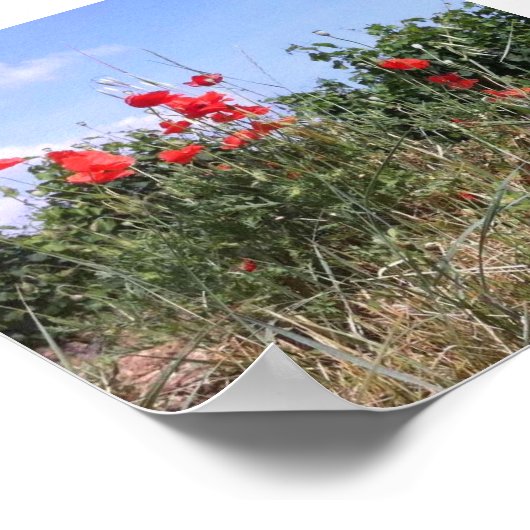 Poster van rode papaver en wijnstokken (Hoek)