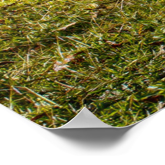 POSTER VAN ROKERSKRUID (Hoek)