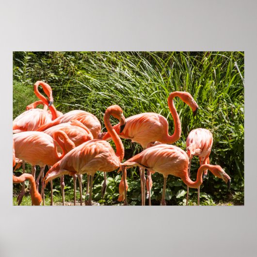 Poster van roze flessen (Voorkant)