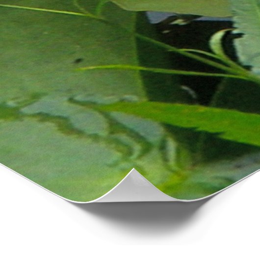 Poster van Roze Water Lily (Hoek)