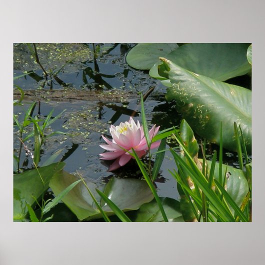 Poster van Roze Water Lily (Voorkant)