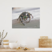 Poster van Salticid Jumping Spider (Keuken)