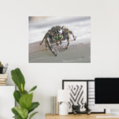 Poster van Salticid Jumping Spider (Thuiskantoor)