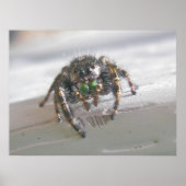 Poster van Salticid Jumping Spider (Voorkant)