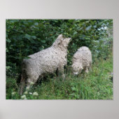 Poster van schapenvlees met schouderblad (Voorkant)