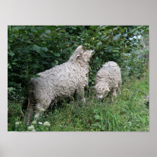 Poster van schapenvlees met schouderblad