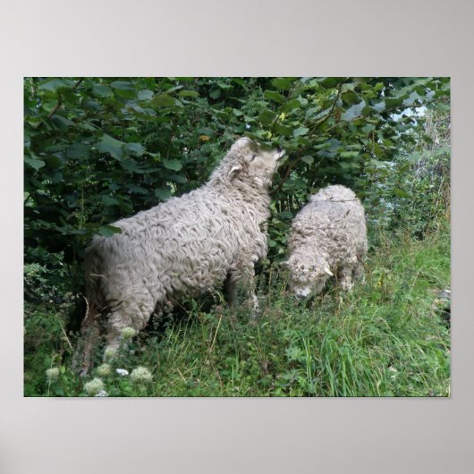 Poster van schapenvlees met schouderblad (Voorkant)