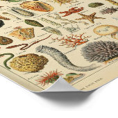 poster van schelpdieren van weekdieren (Hoek)