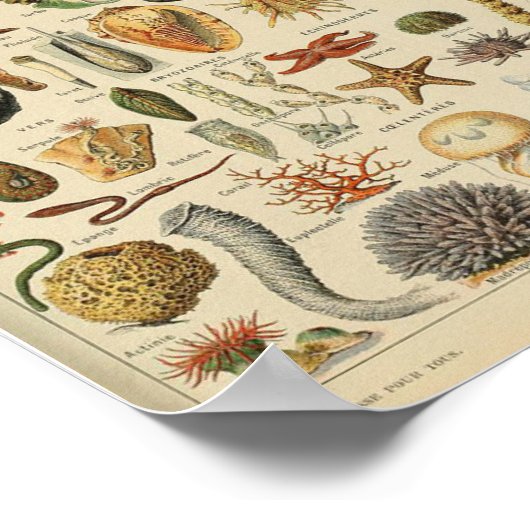  poster van schelpdieren van weekdieren (Hoek)