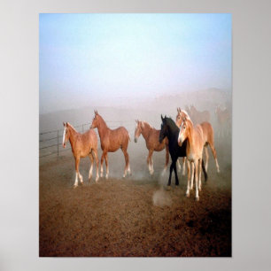 Poster van schitterende paarden.