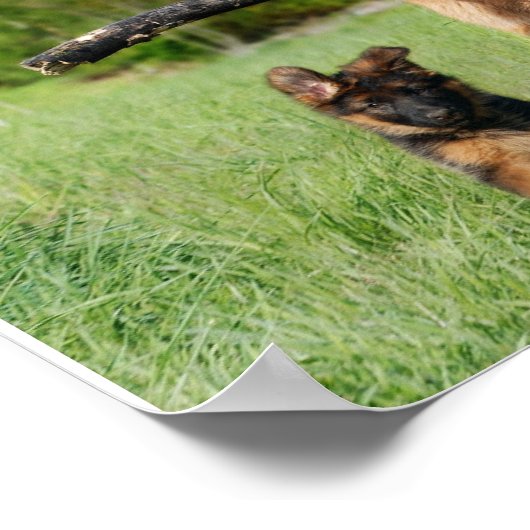 Poster van Shepherd Mam en Pup Running (Hoek)