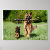 Poster van Shepherd Mam en Pup Running (Voorkant)