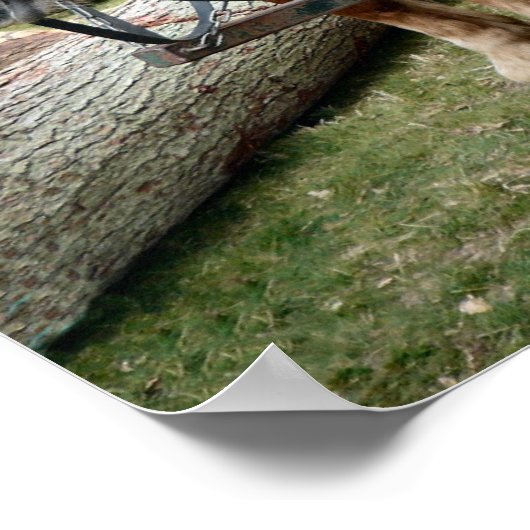 Poster van Shire Horse (Hoek)