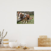 Poster van Shire Horse (Keuken)