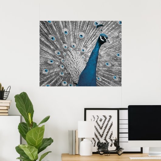 Poster van Silver en Turquoise Peacock (Thuiskantoor)
