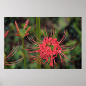 Poster van Spider Lily (Voorkant)