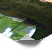 Poster van Squirrelmonkey (Hoek)