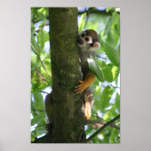 Poster van Squirrelmonkey (Voorkant)