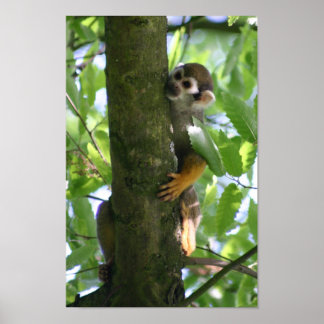 Poster van Squirrelmonkey