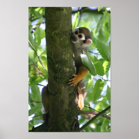 Poster van Squirrelmonkey (Voorkant)
