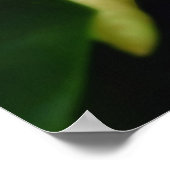 Poster van Swamp Magnolia (Hoek)