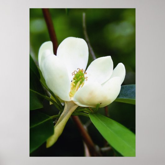Poster van Swamp Magnolia (Voorkant)