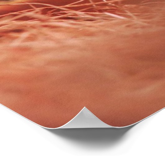 Poster van Tortoise (Hoek)