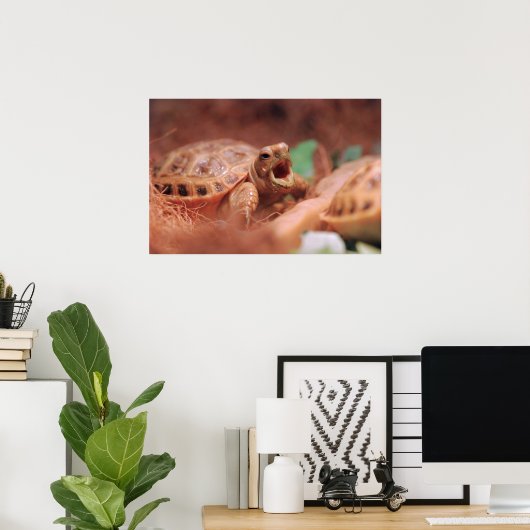 Poster van Tortoise (Thuiskantoor)