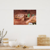 Poster van Tortoise (Keuken)