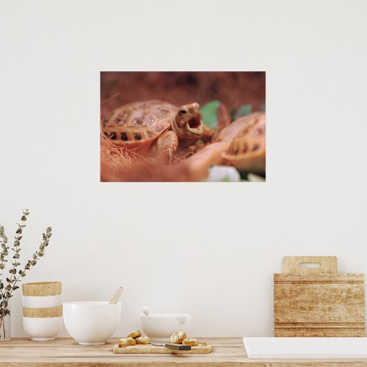 Poster van Tortoise (Keuken)