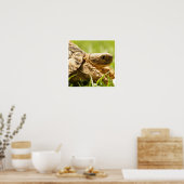 Poster van Tortoise (Keuken)