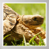Poster van Tortoise (Voorkant)