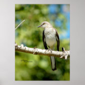 Poster van trekvogels (Voorkant)