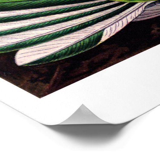 Poster van Trochilidae (Hoek)