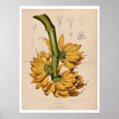  Poster van tropische bananen (Voorkant)