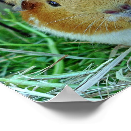 Poster van varkens in de openlucht (Hoek)